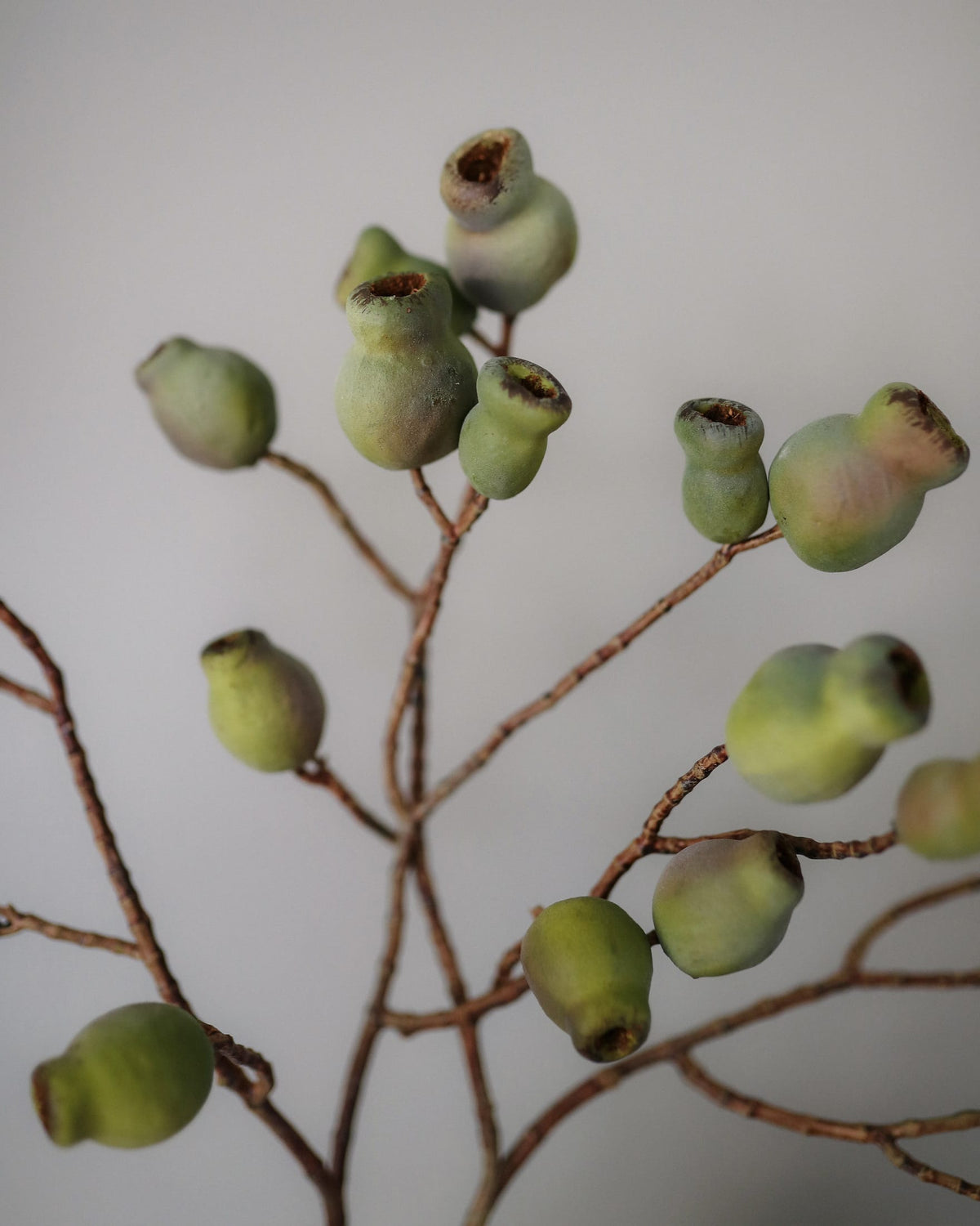 A close-up of artificial Eucalyptus Pods on thin brown branches, arranged against a plain light gray background.