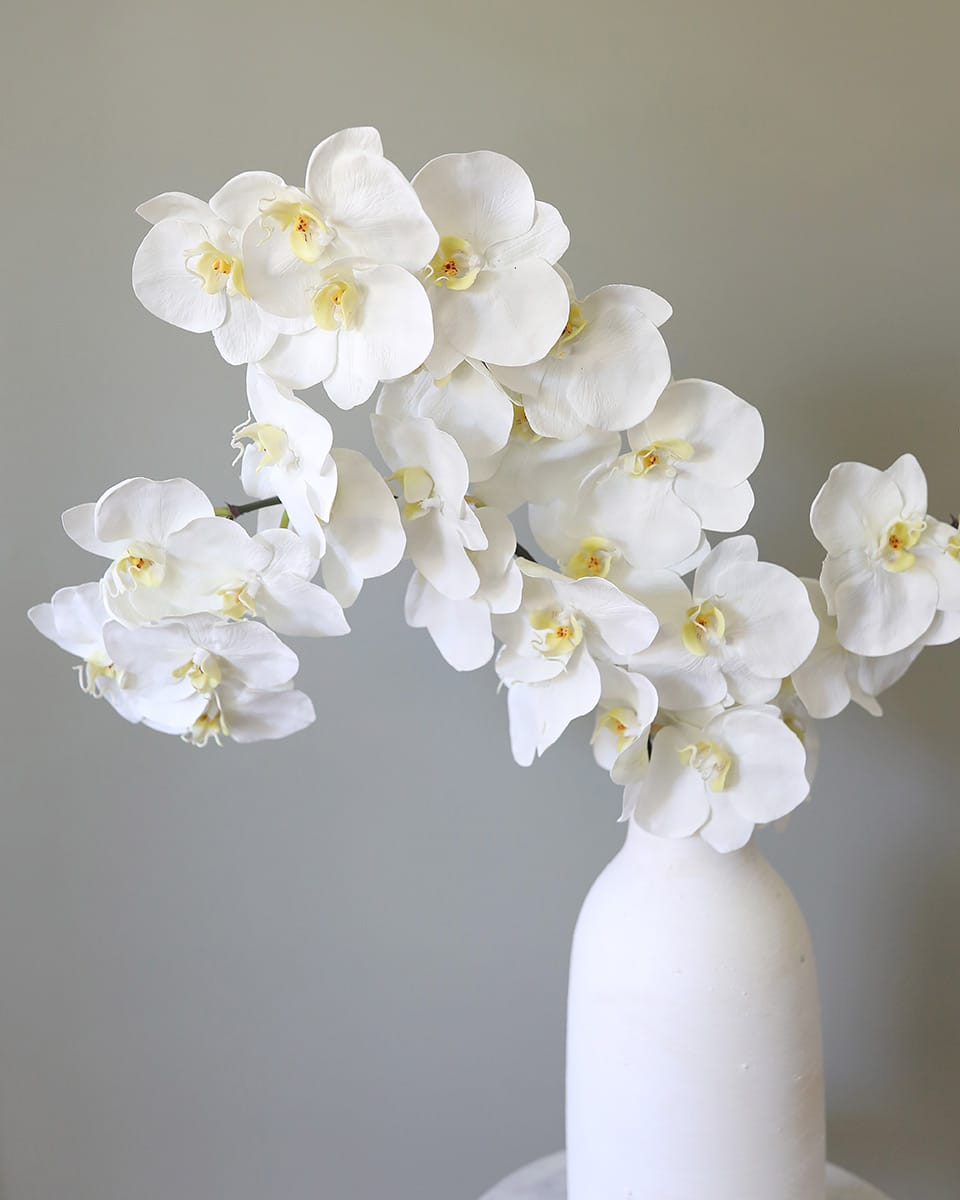 Close Up of Large White Orchids Blossoms