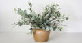 Eucalyptus
