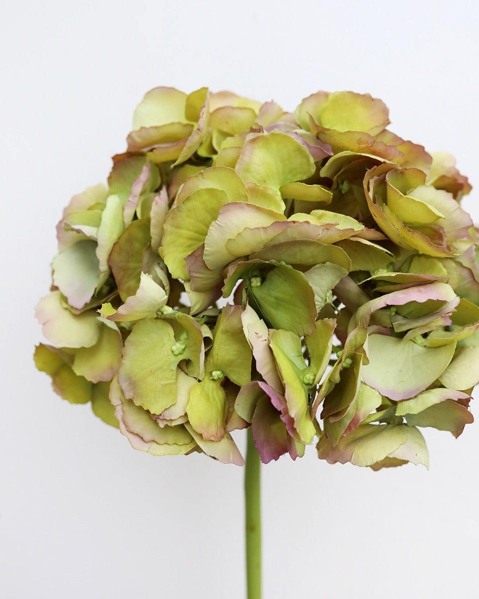 Close Up Shot of Green Dried Look Hydrangea Bloom