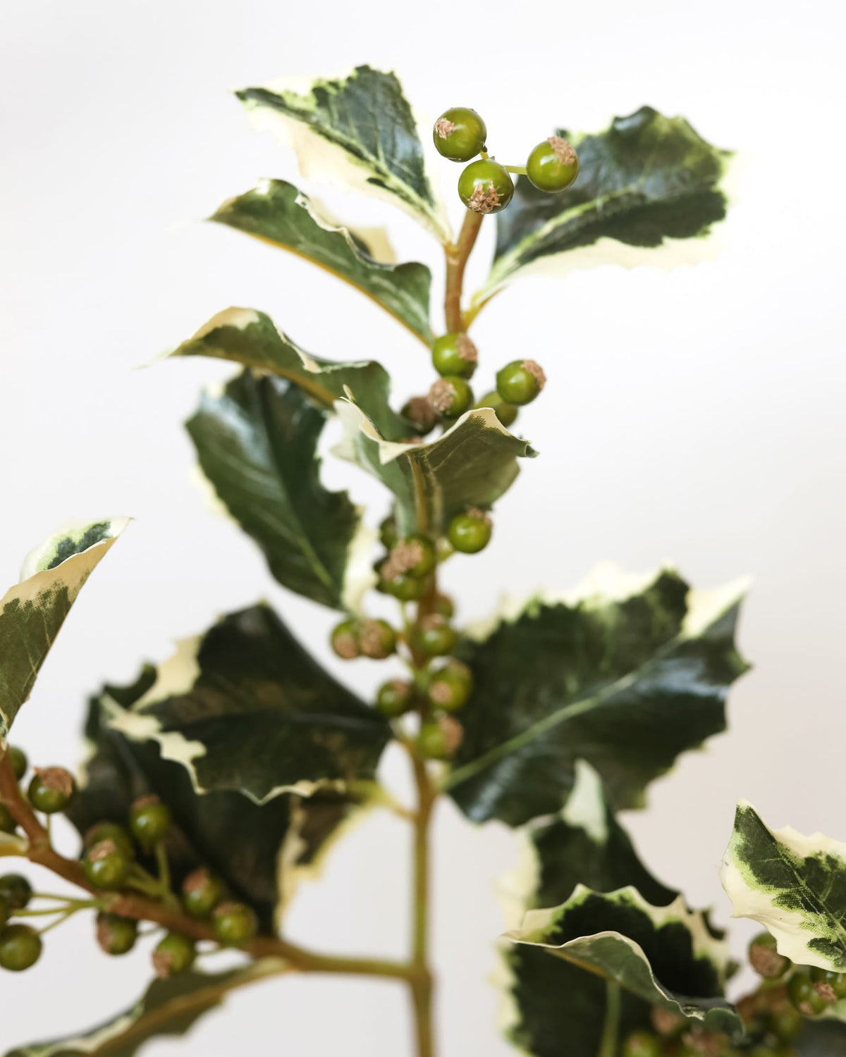 Variegated holly branch with dark green and cream leaves and small green berries, photographed against a plain light background.