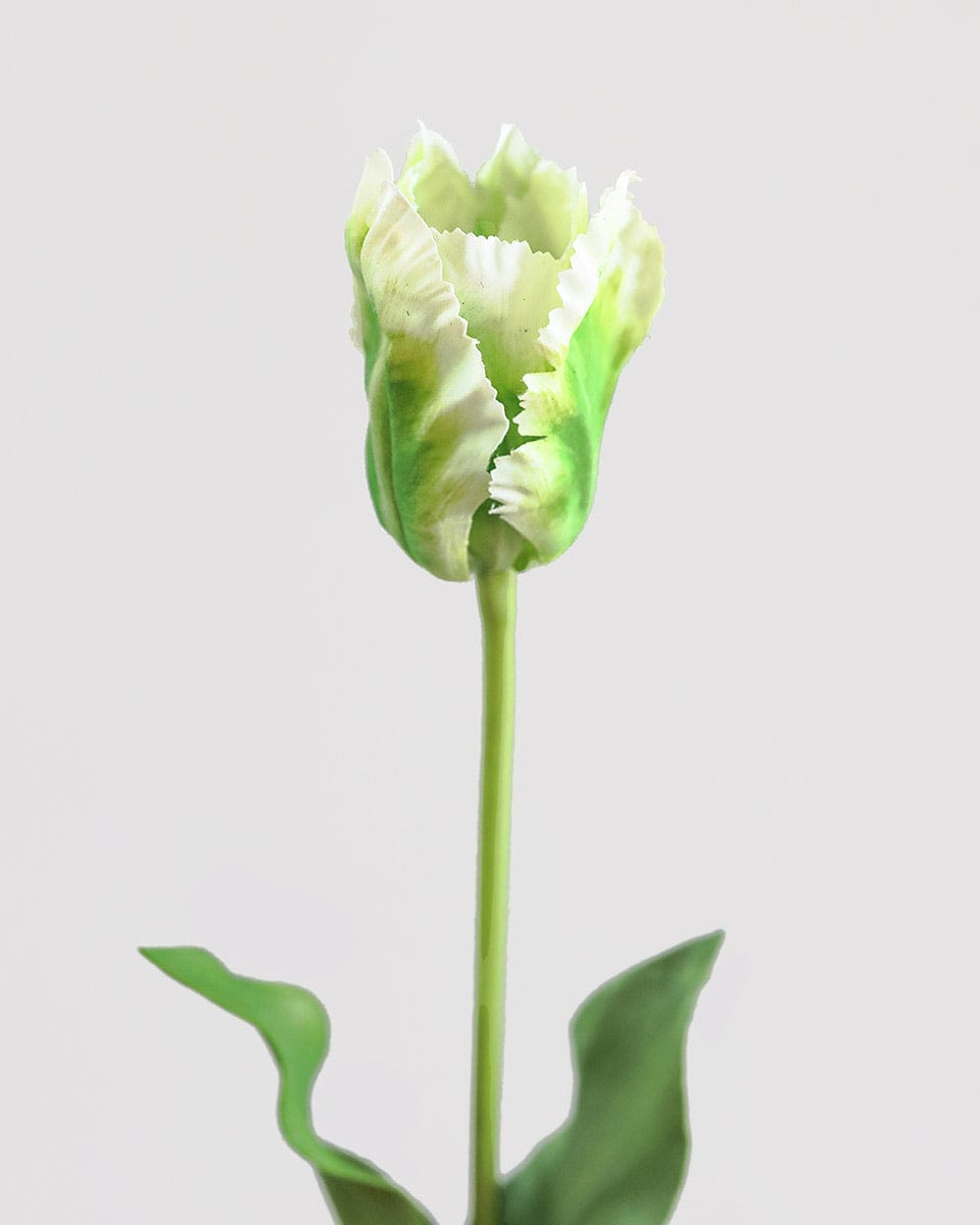 Real Touch Cream Green Parrot Ruffle Tulip