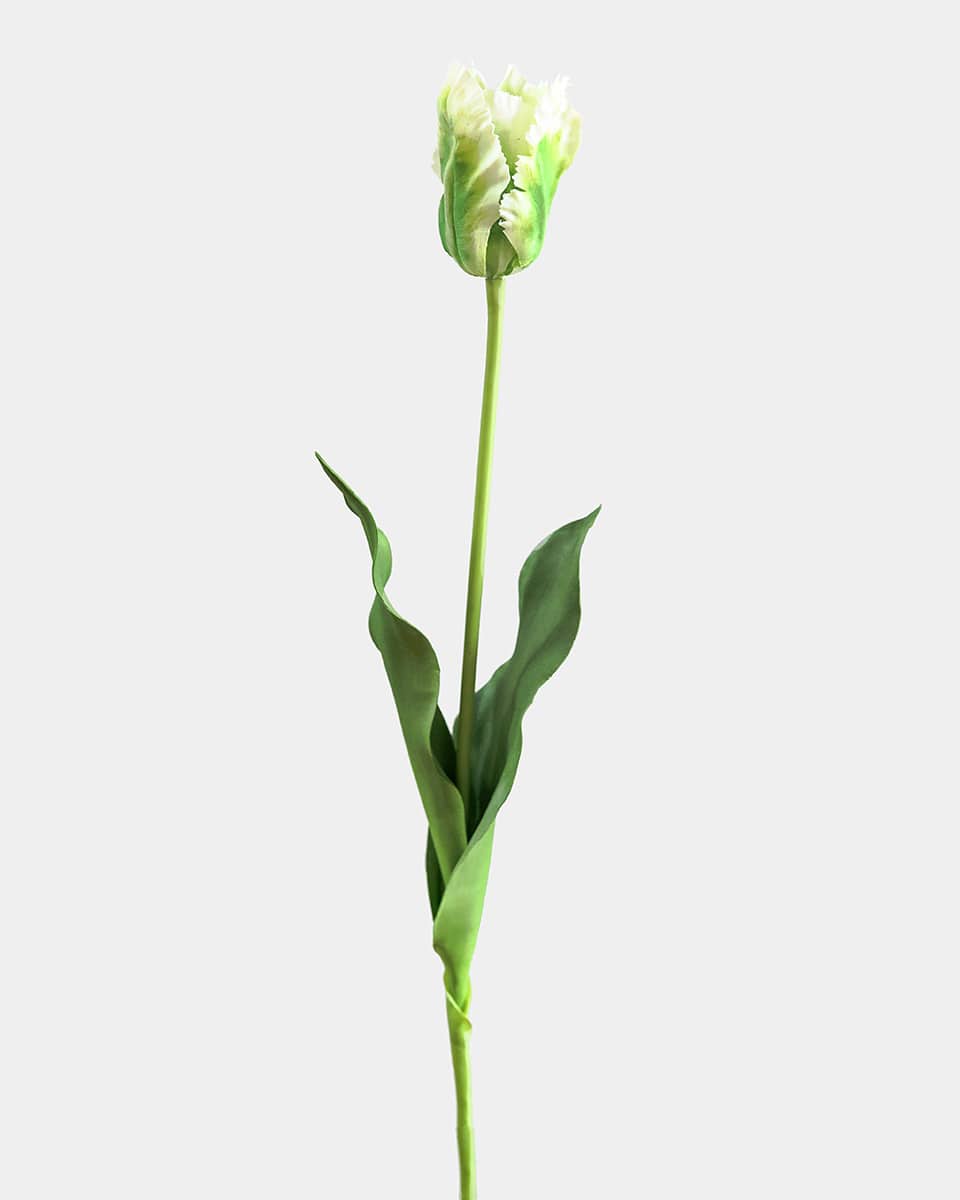 Prestige Botanicals pb-stem Artificial Green White Parrot Tulip