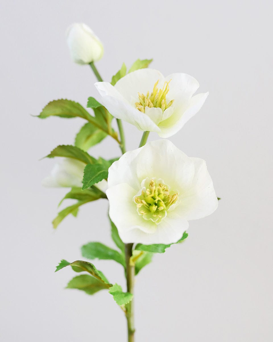 Close Up Details of White Faux Hellebore