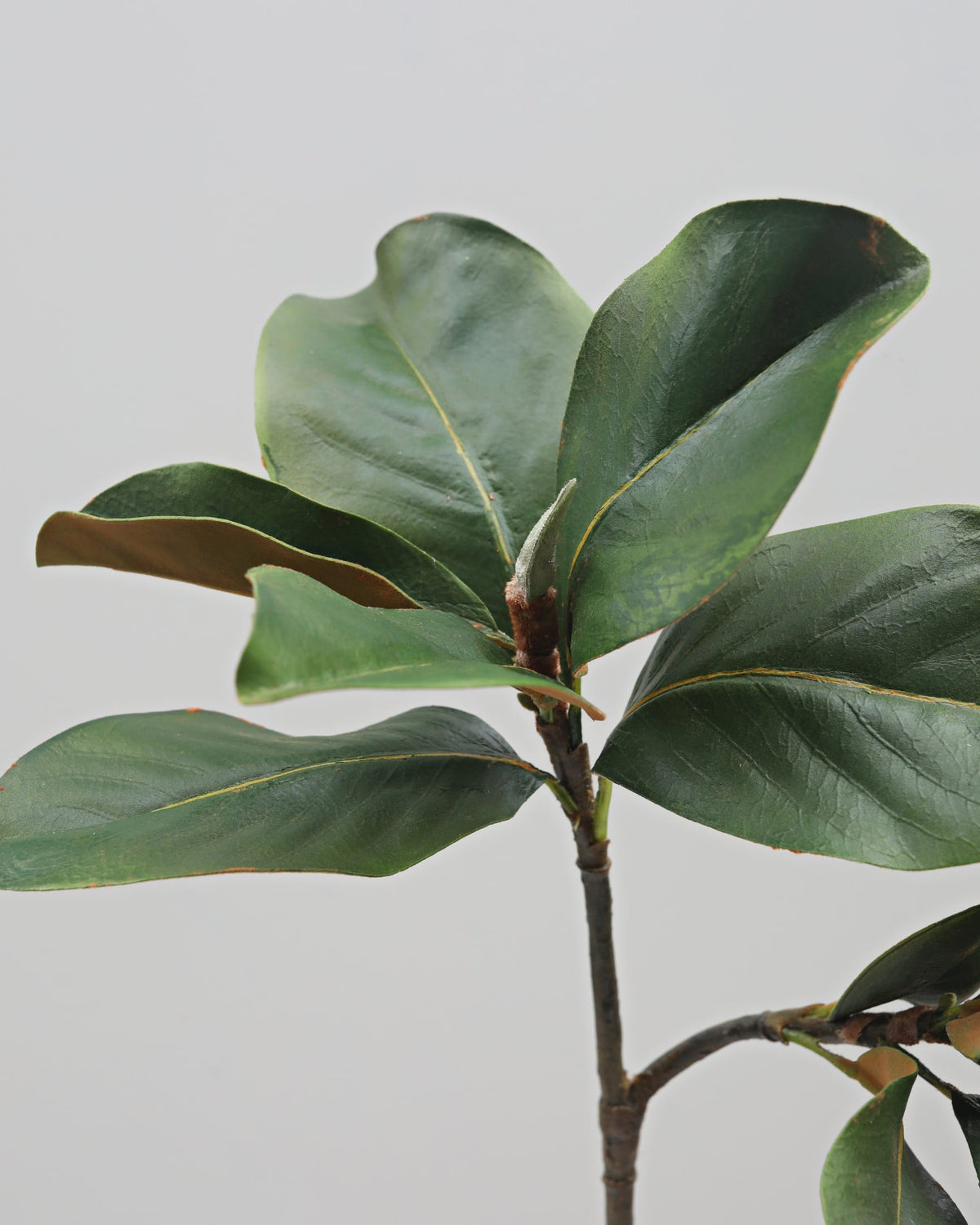 Close-up of a fake magnolia branch with large green leaves on a light gray background