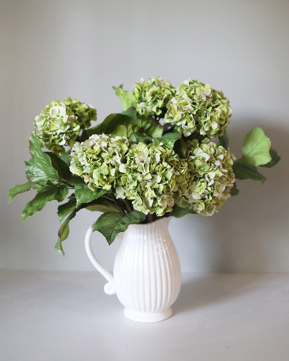 White Pitcher Vase Featuring Large Green Double Hydrangea Flowers