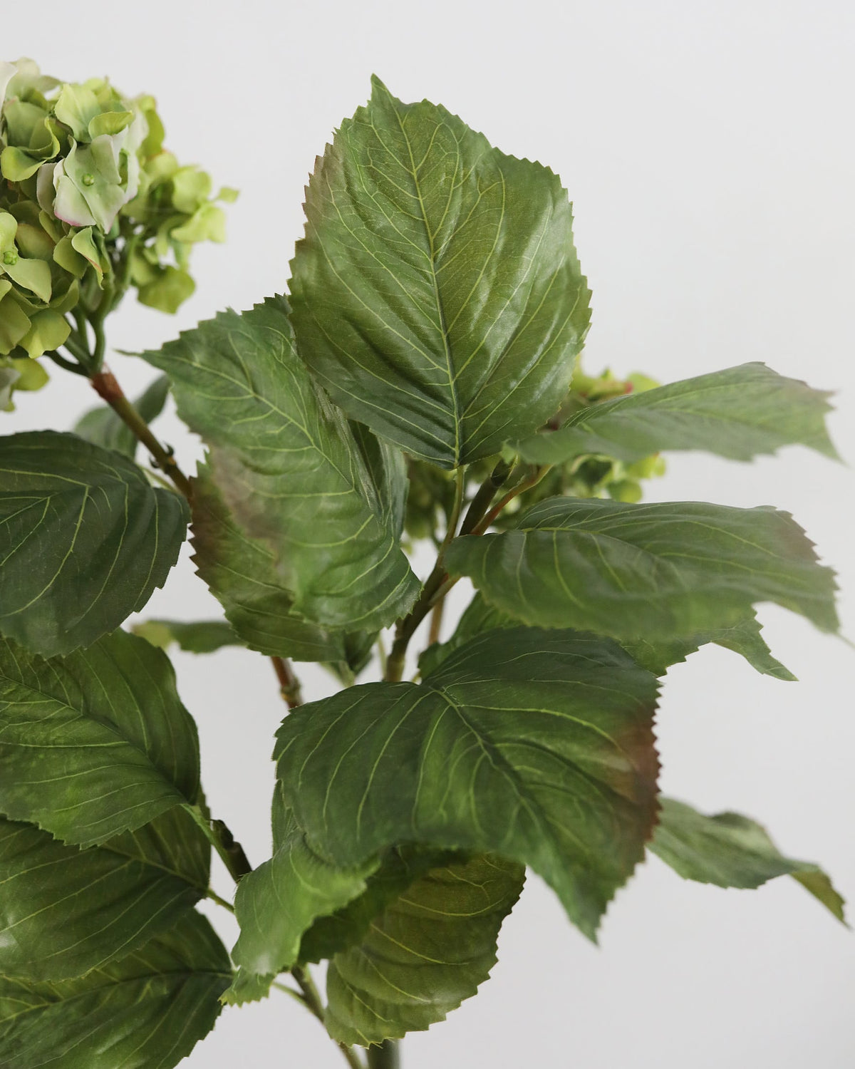 Artificial hydrangea leaves with a plain background