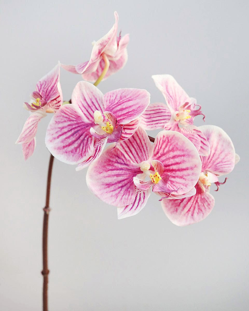 Close Up of Artificial Orchid with Pink Stripes