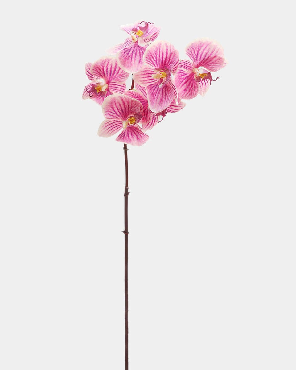 Pink Striped Phalaenopsis Orchids
