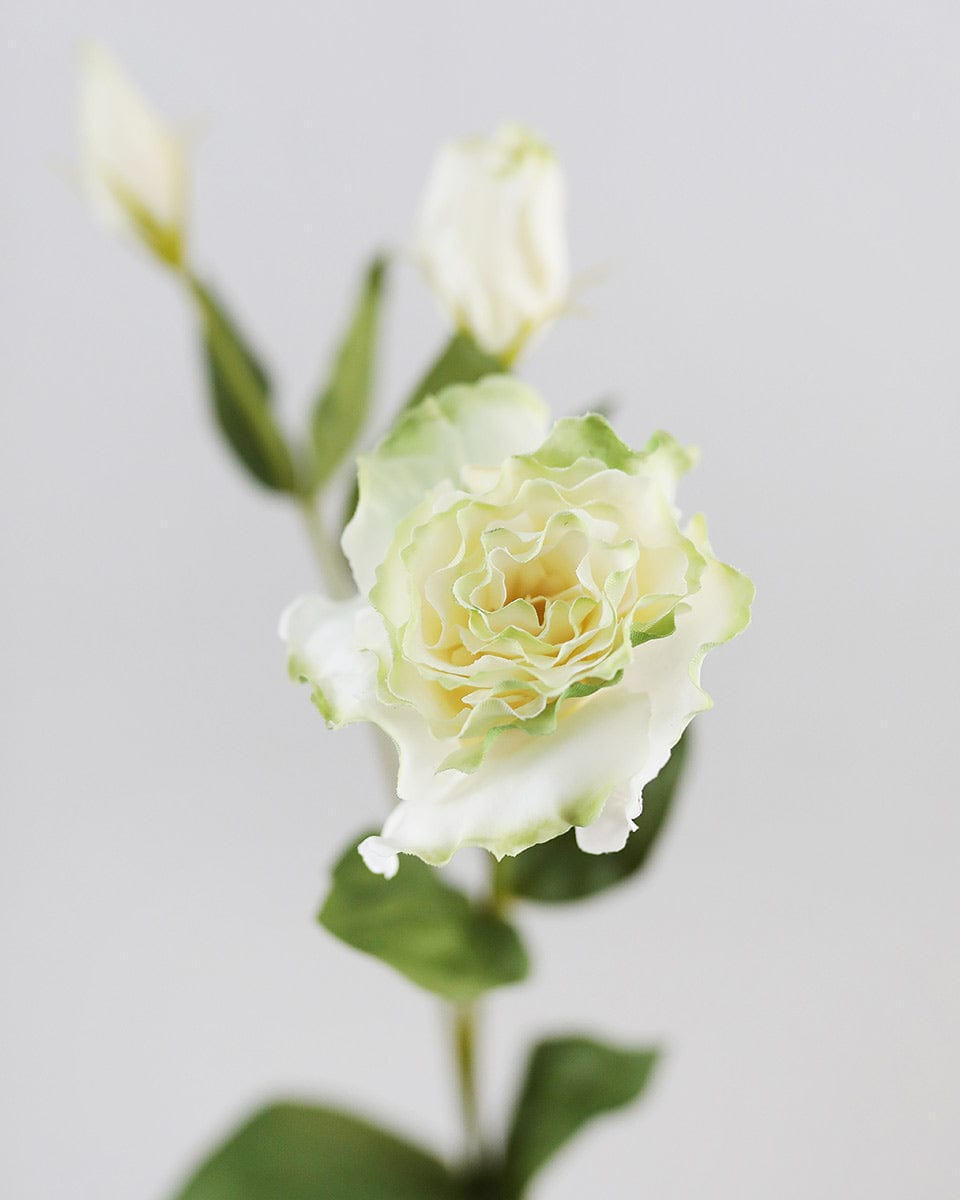 Prestige Botanicals Artificial Cream and Green Lisianthus close up