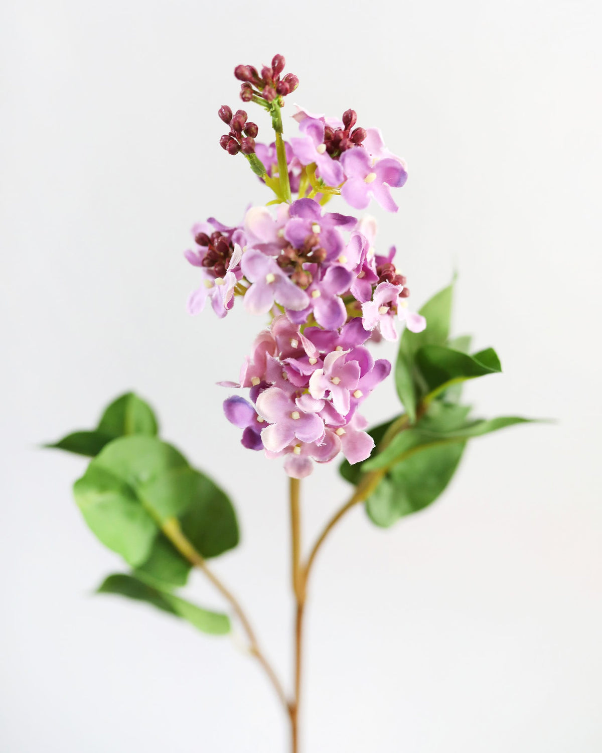 Purple flowers with green leaves on a light gray background