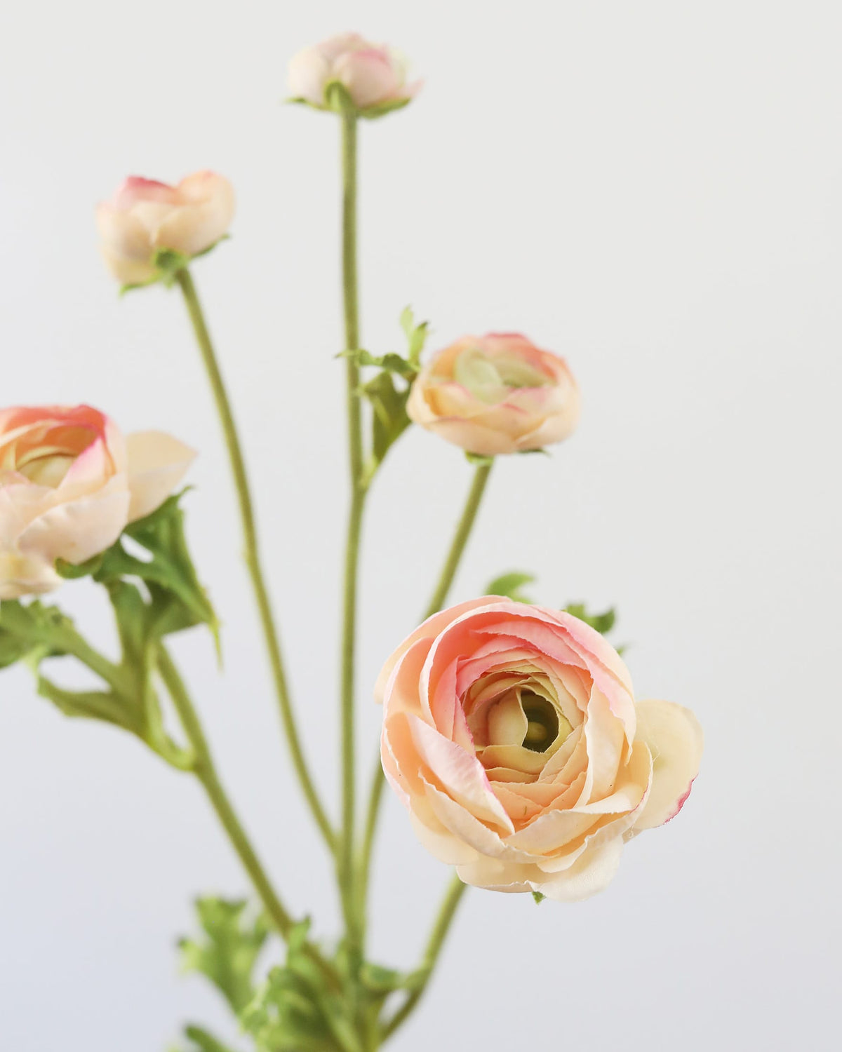 Pink faux ranunculus with green stems on a light gray background