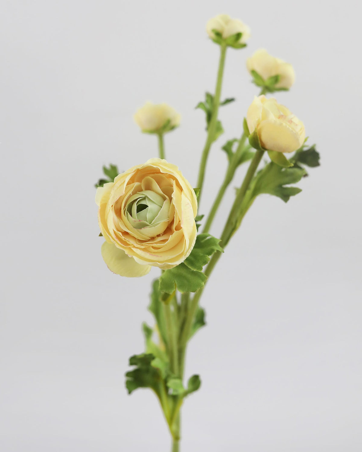 Faux Yellow ranunculus with green leaves on a light gray background