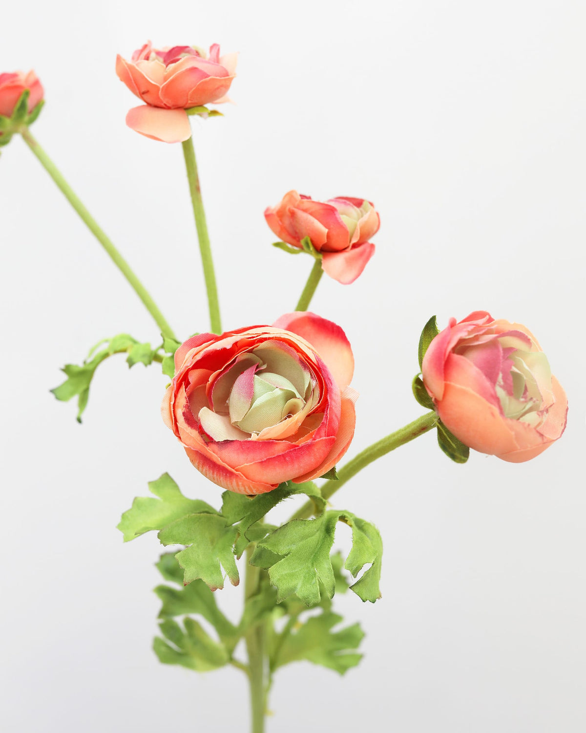 Bouquet of peach-colored ranunculus with green stems and leaves on a light gray background