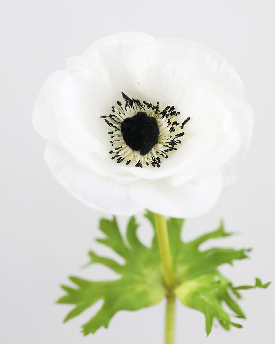 Details of Real Touch White and Black Anemone Blooms