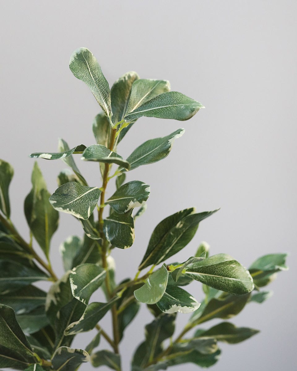 Artificial Greenery Pittosporum Leaves