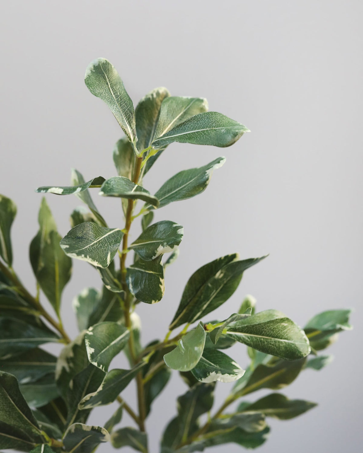 close up of faux pittosporum