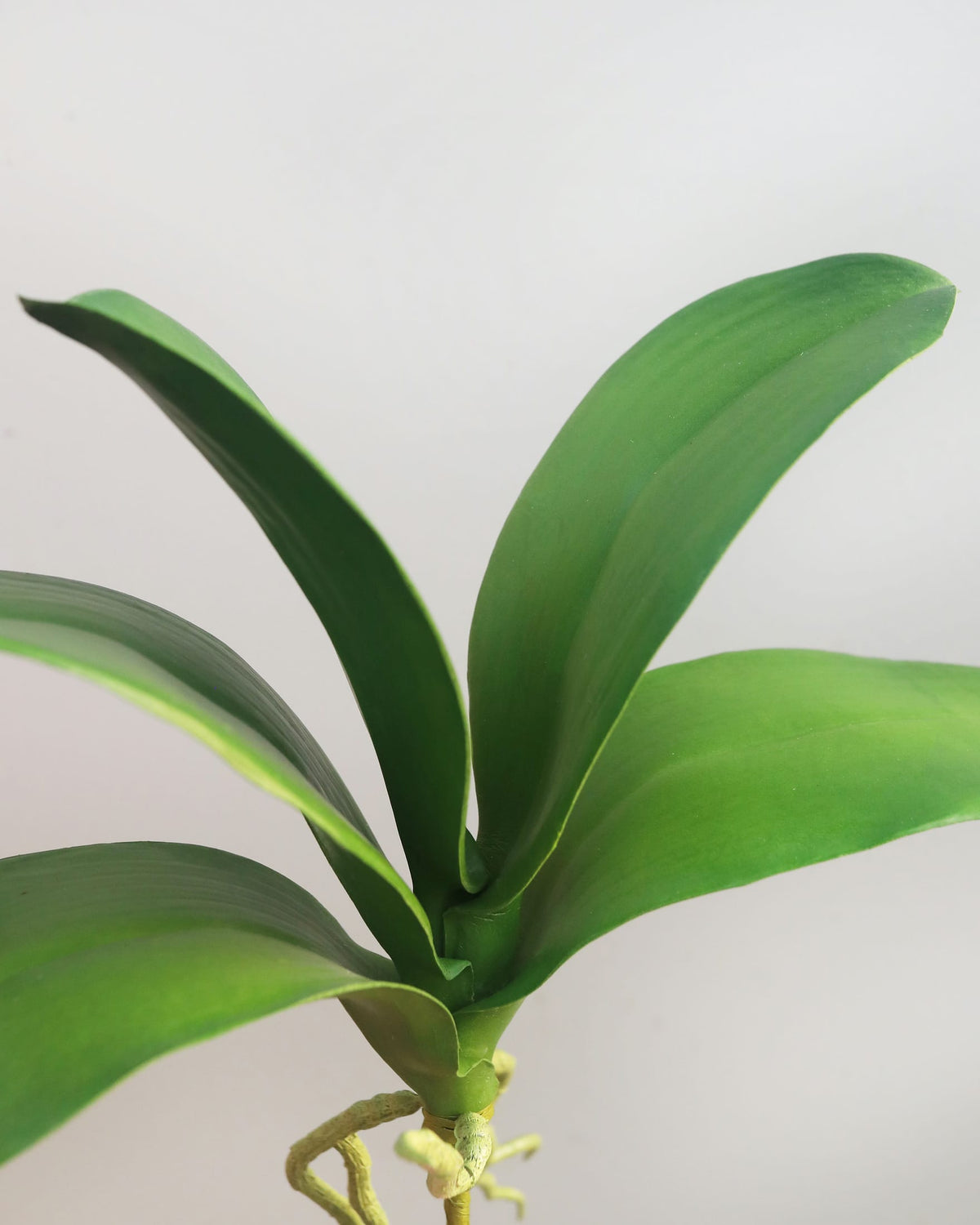 A close-up of faux orchid greenery  with broad, glossy leaves and pale roots against a plain light gray background.