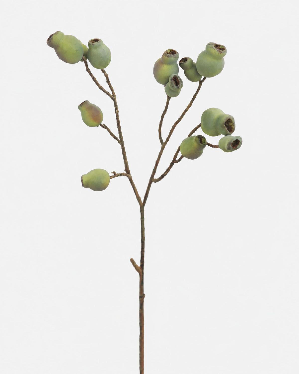 A single artificial Eucalyptus Pod stem  on a plain light gray background.