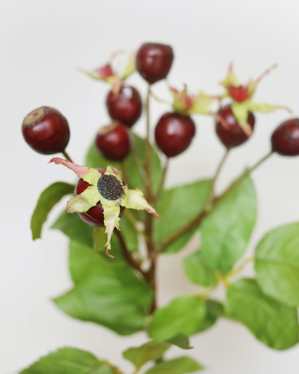 A close-up of a stem with glossy dark red rose hips, green leaves, and a prominent flower bud against a plain light background.