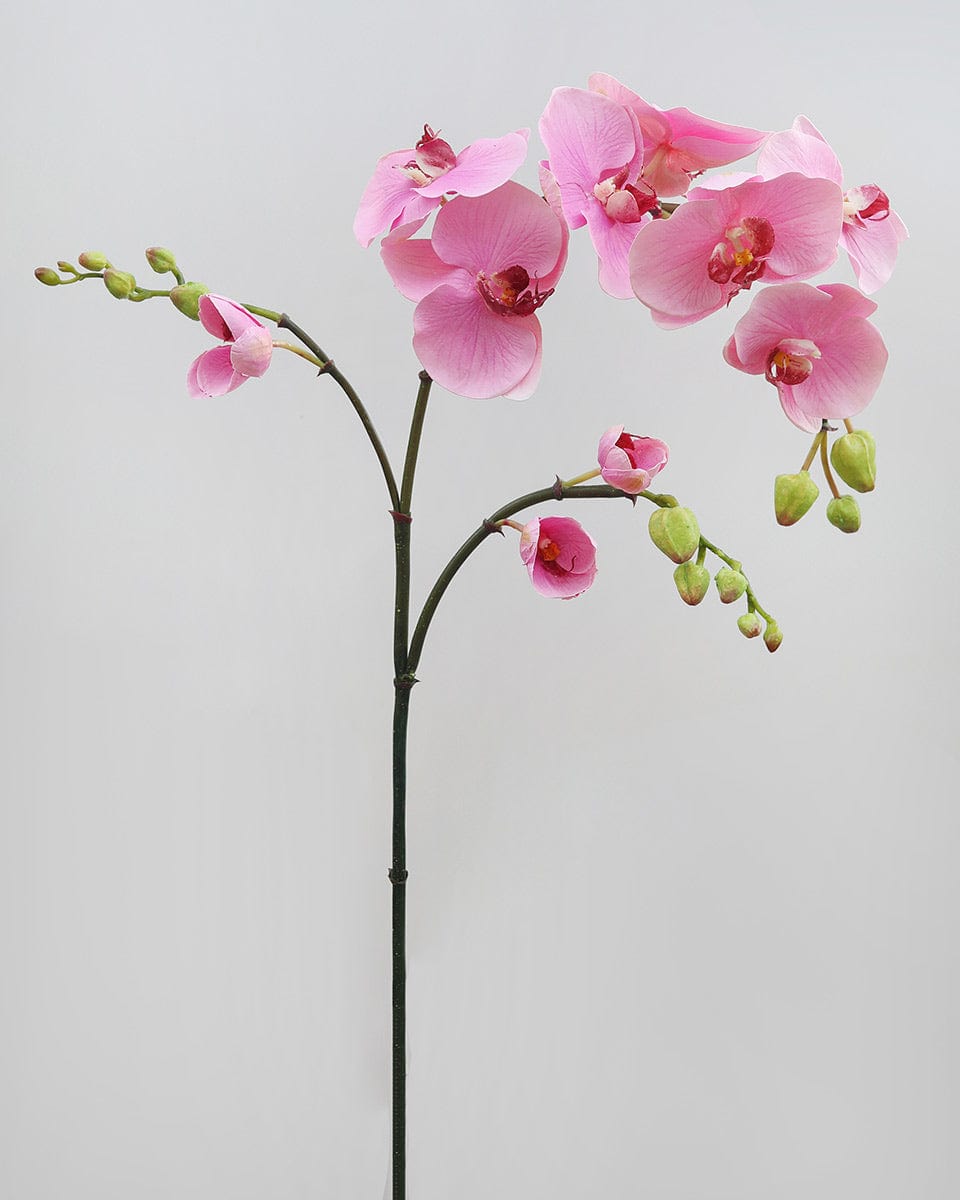 Prestige Botanicals Artificial Pink Spray Phalaenopsis Orchid stem