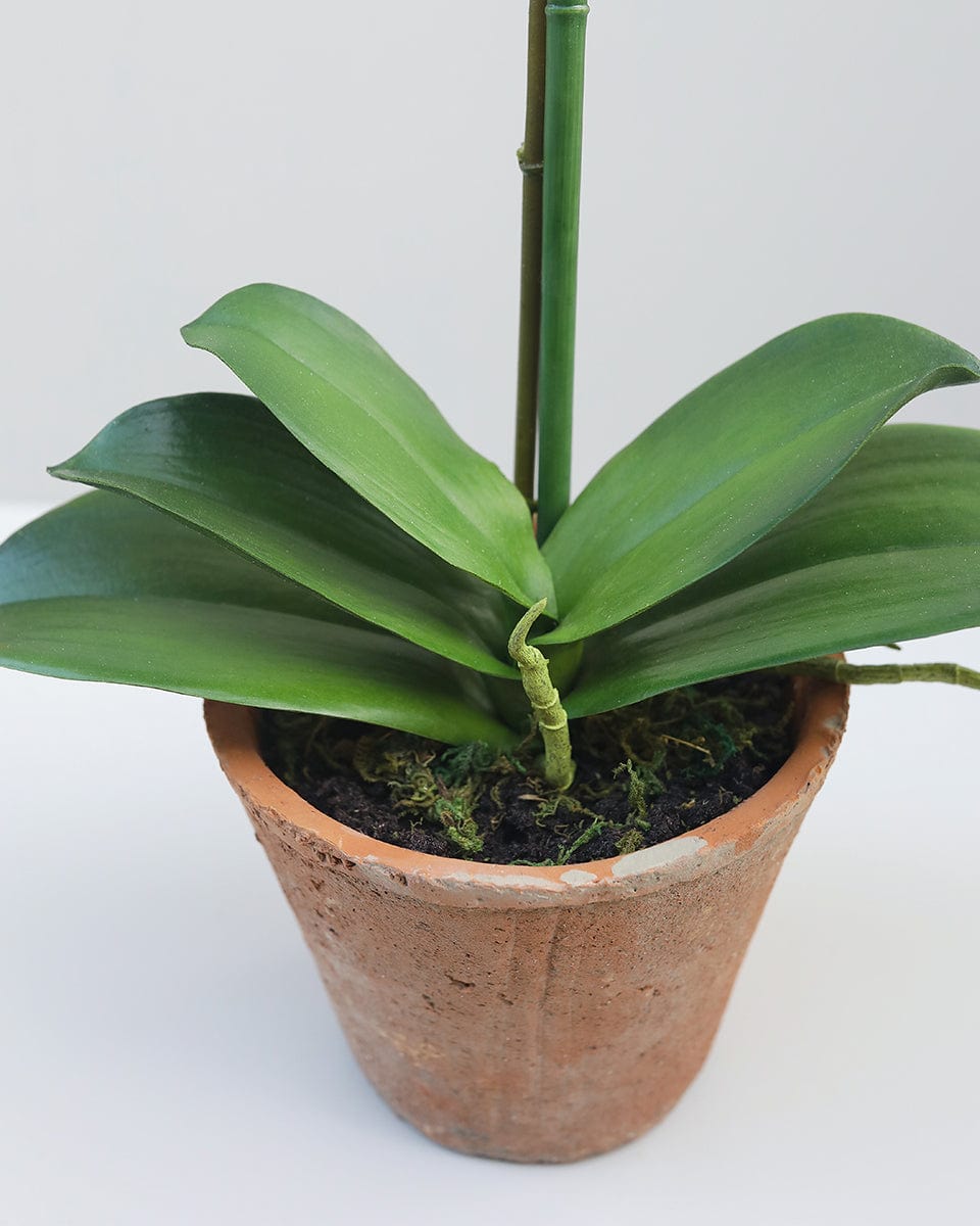 Artificial Orchid Leaves Plant in Planter