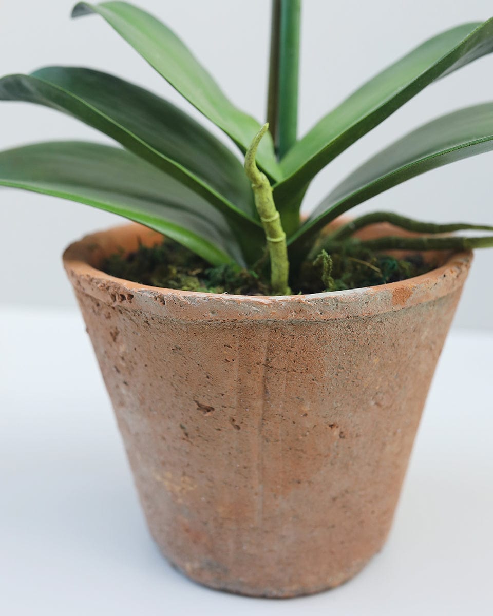 Close Up Details of Rustic Terracotta Pot for Orchid Plant