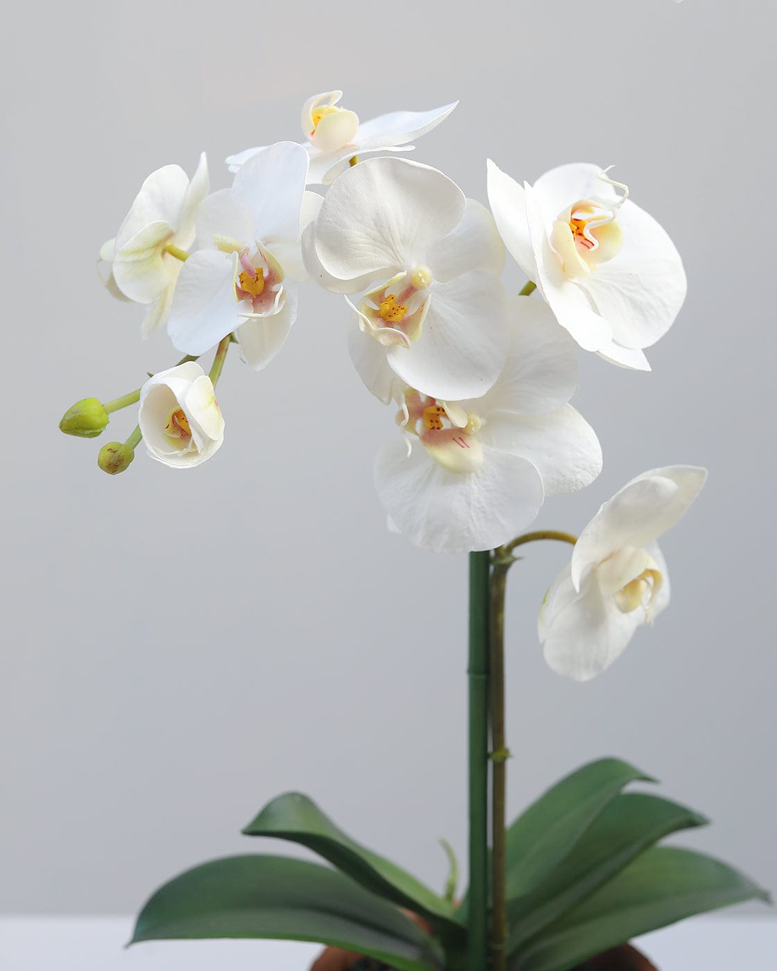 White Phalaenopsis Faux Orchid Blooms