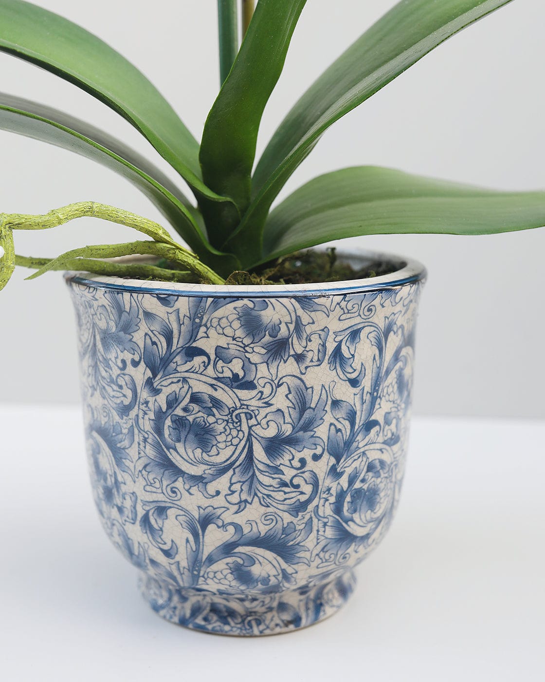 Details of Floral Print Blue and Cream Pot for Orchid Plant
