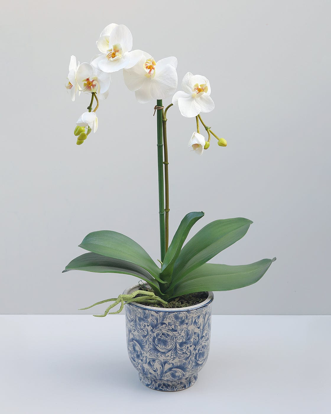 White Fake Orchid Plant in Floral Print Pot Prestige Botanicals