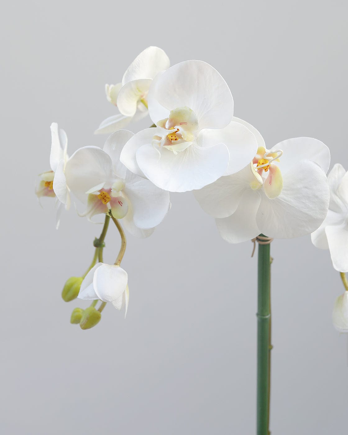 Close Up Photograph of Artificial Realistic Orchids in White