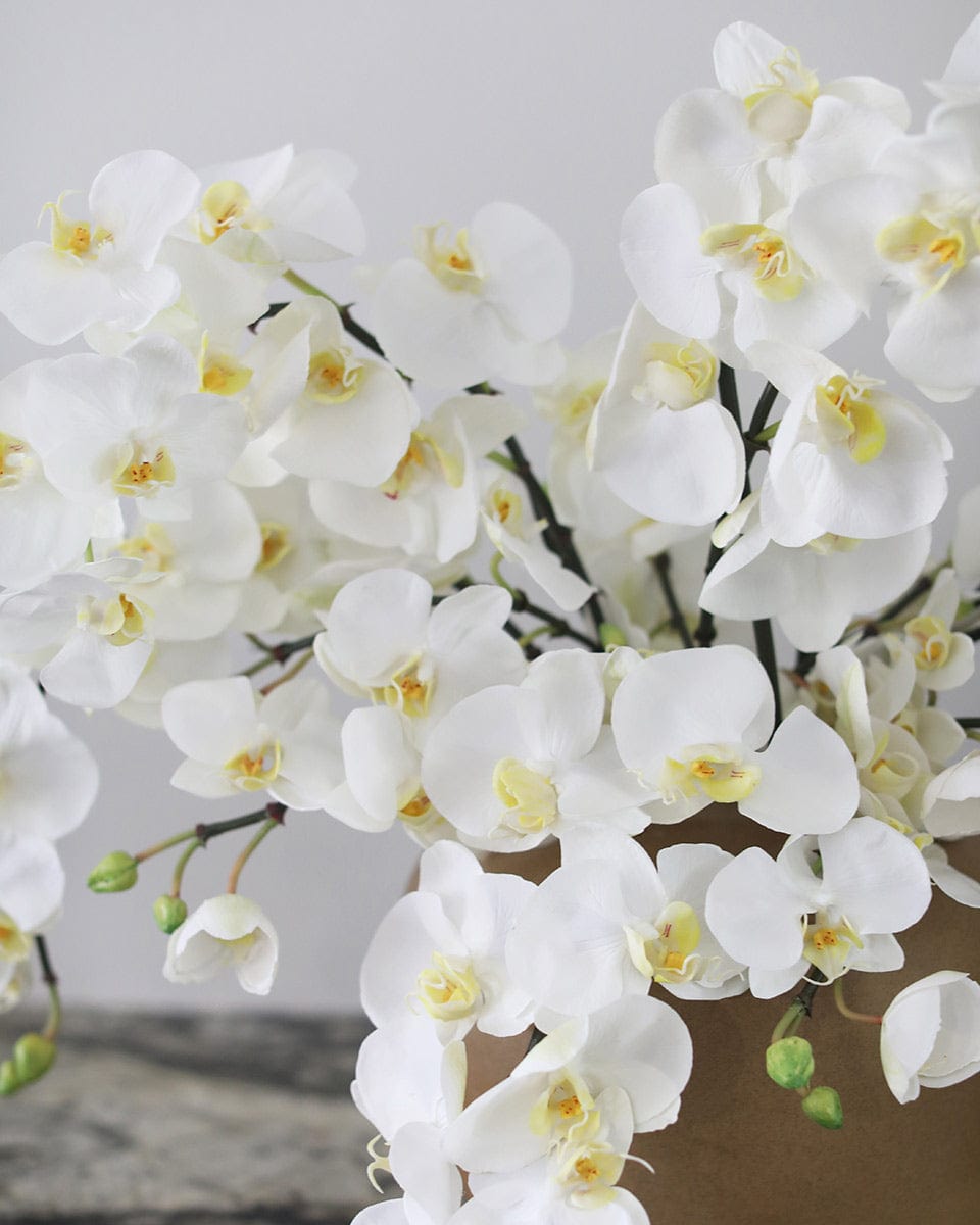 White Phalaenopsis Orchids Home Styling in Vase