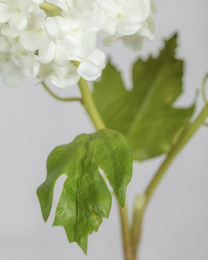 Detials of White Snowball Flower Leaves