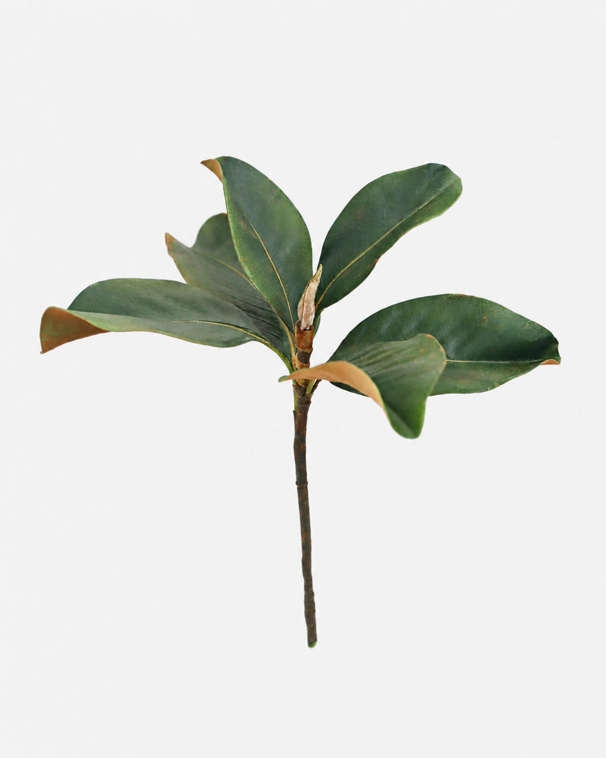 A single faux magnolia stem glossy green leaves and brown tips, isolated on a light gray background.
