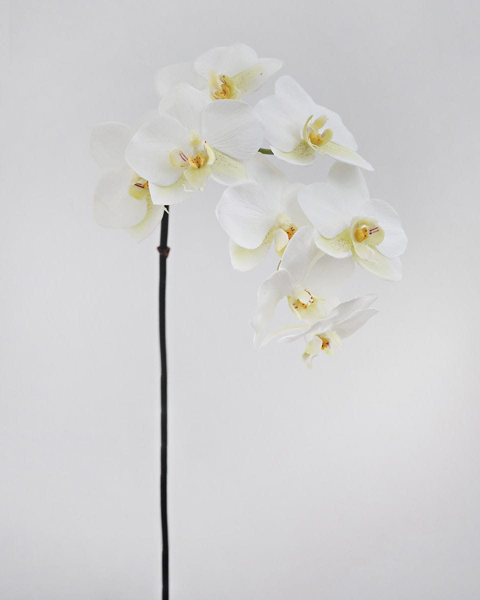 Prestige Botanicals Artificial White Orchid Phalaenopsis Stem