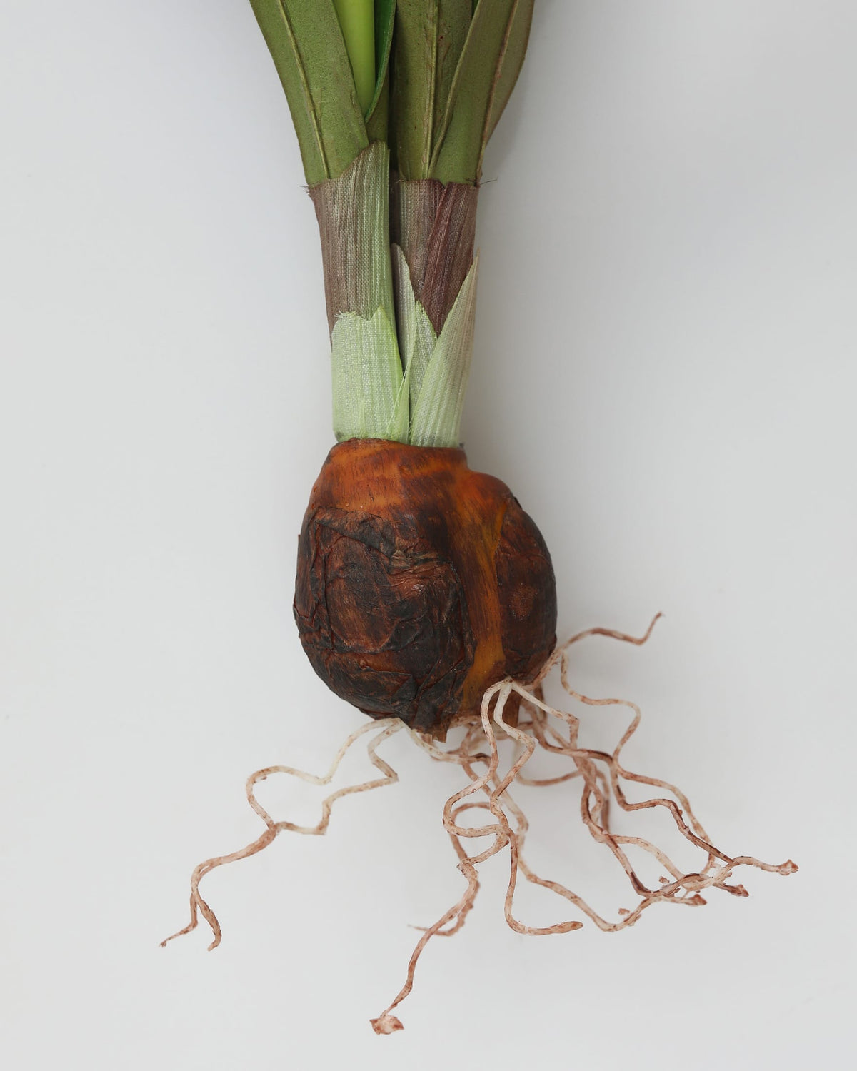 A bulbous faux Narcissus plant with a dark brown, cork-like base, green leaves, and long pale roots, photographed against a plain light gray background.