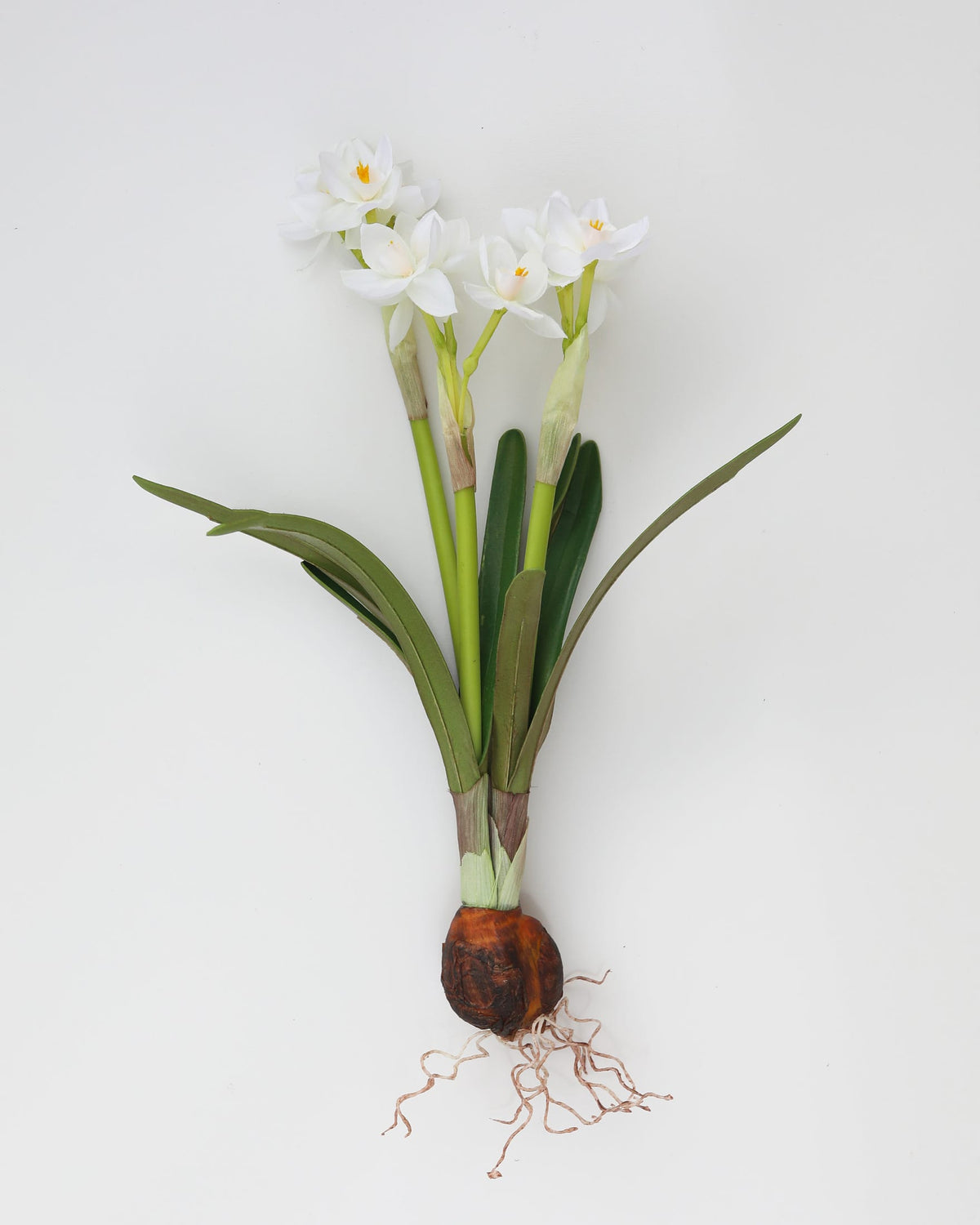 White fake Narcissus with green leaves and roots on a light gray background