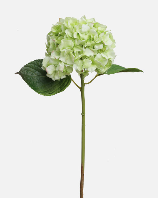 Artificial green hydrangea flower stem on a white background