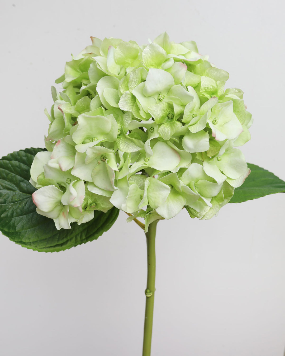 Light green faux hydrangea flower on a white background