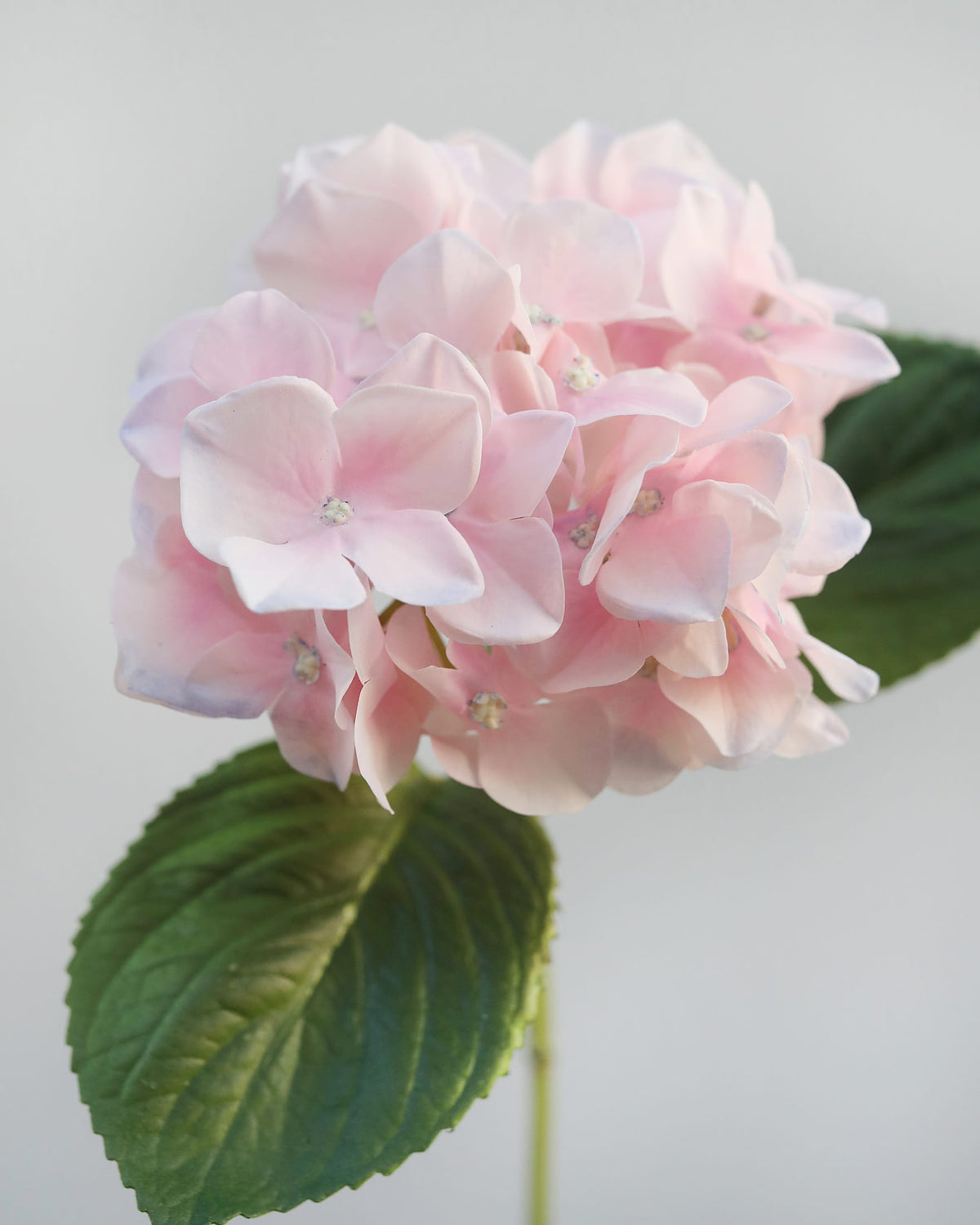 A close-up of a light pink faux hydrangea flower cluster with dark green leaves against a soft, light gray background.