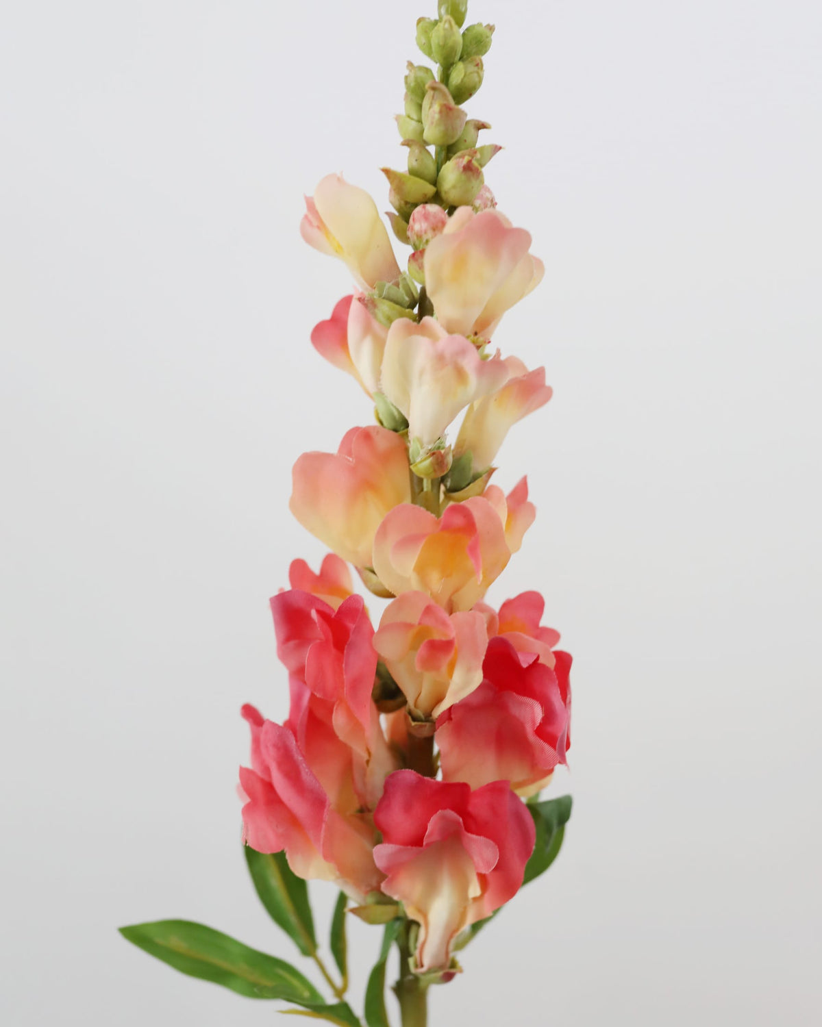 faux coral colored snapdragon close up 