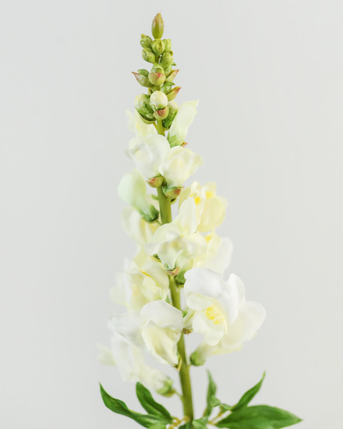 faux yellowish snapdragon close up 