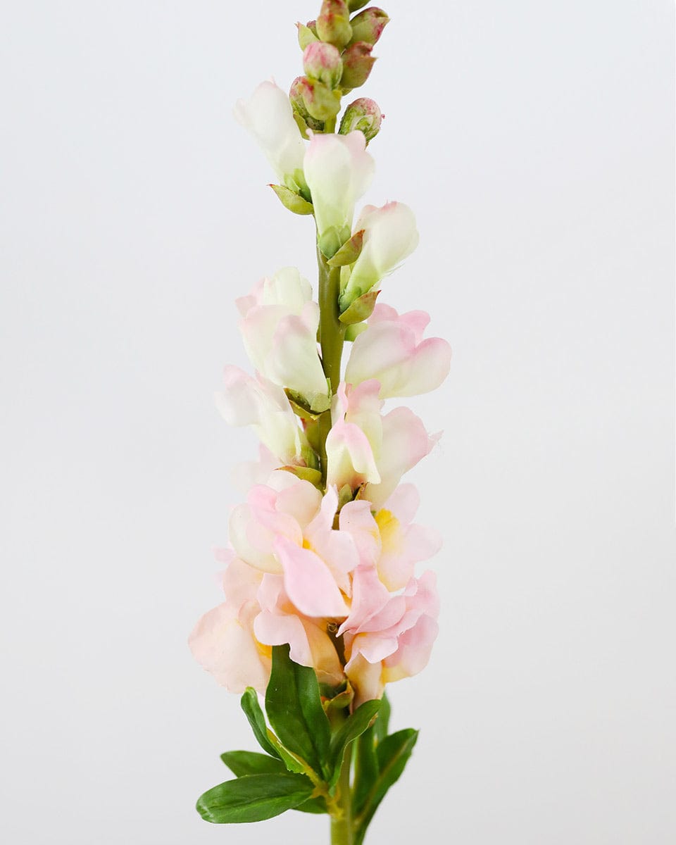 Close Up Image of Light Pink Fake Snapdragon