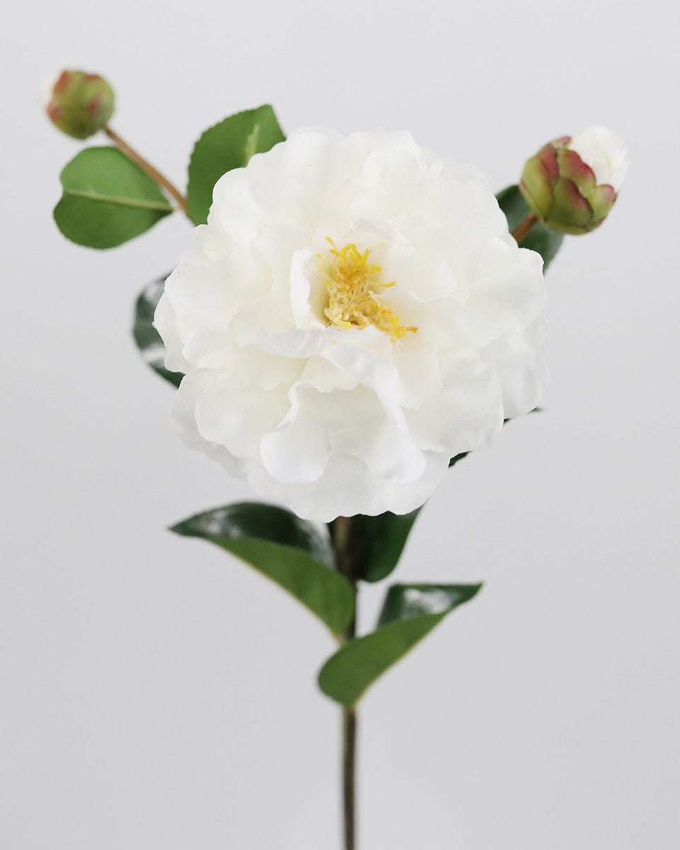 Close Up Image of White Camellia Bloom