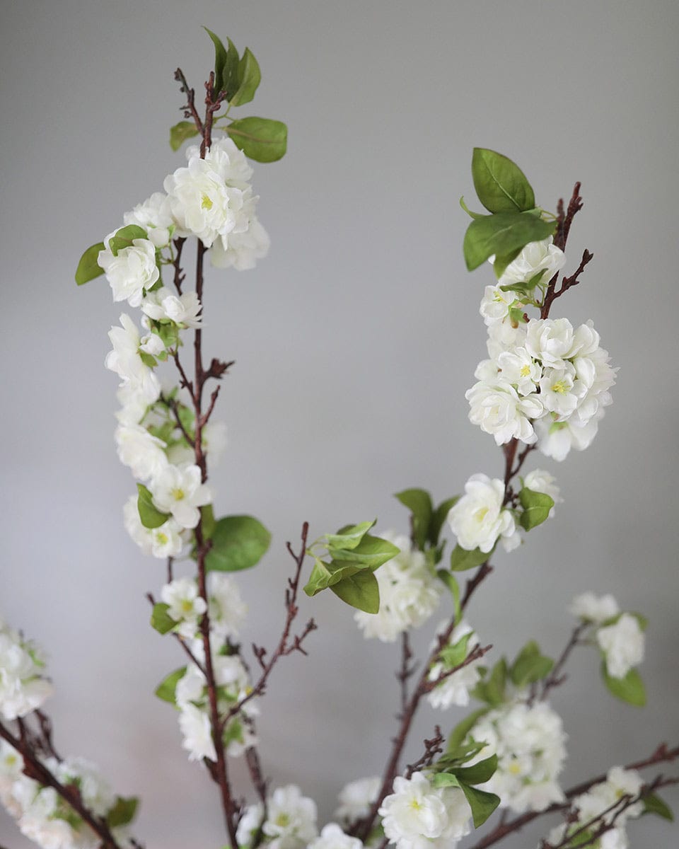 Blossoming Branches Cherry Blossoms in White