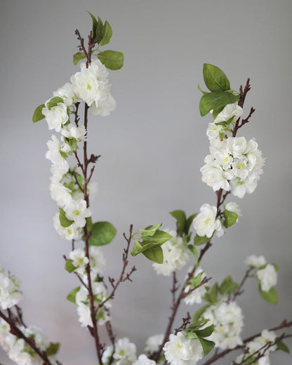 Blossoming Branches Cherry Blossoms in White