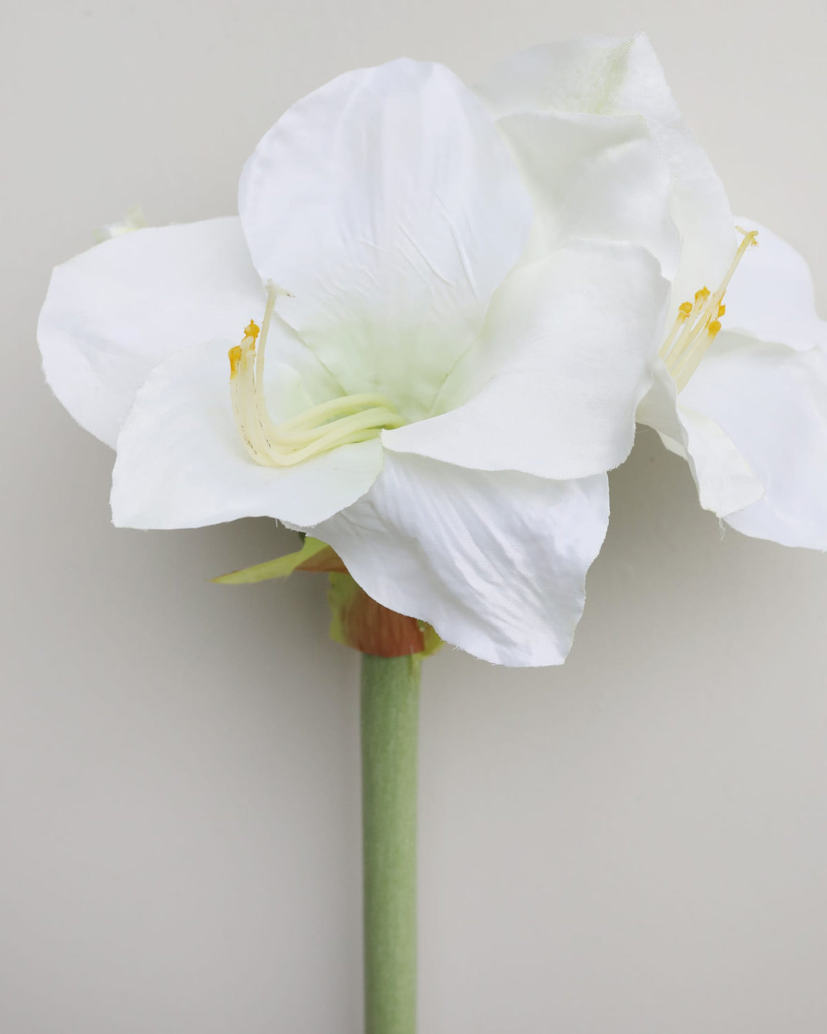 White Faux Amaryllis stem close up 