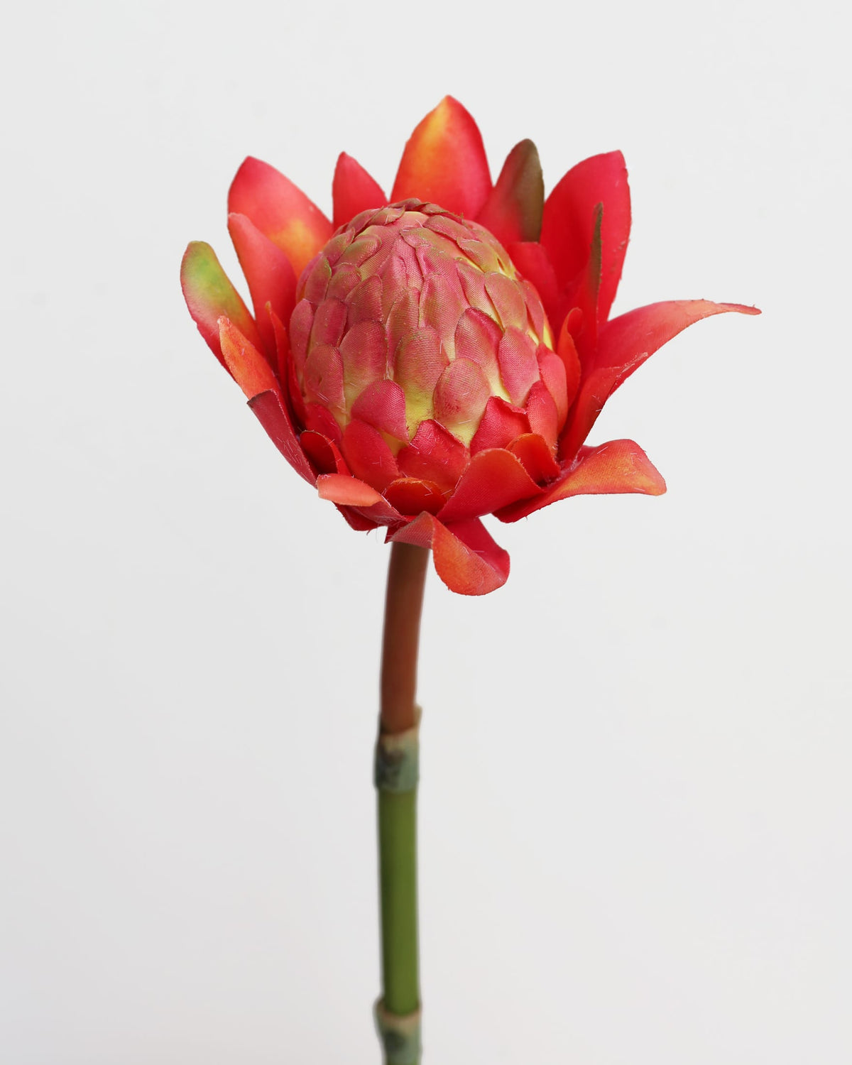 faux red waratahs close up 