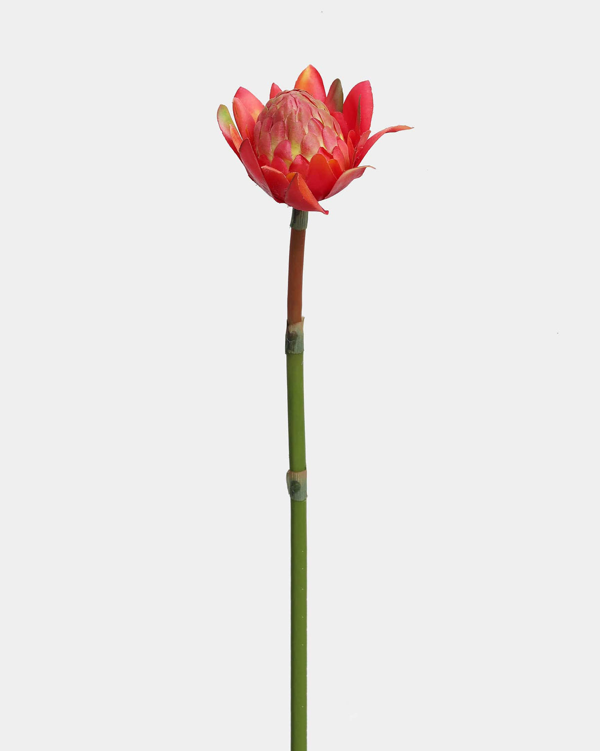 A single red faux waratah bud on a long green stem, photographed against a plain light gray background.