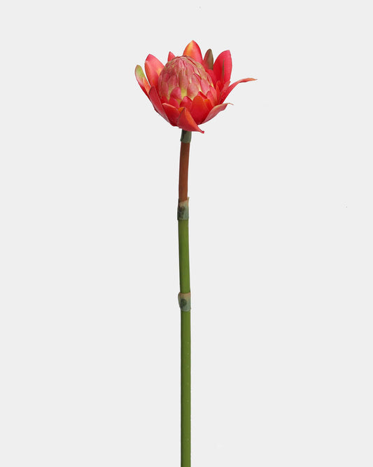 A single red faux waratah bud on a long green stem, photographed against a plain light gray background.